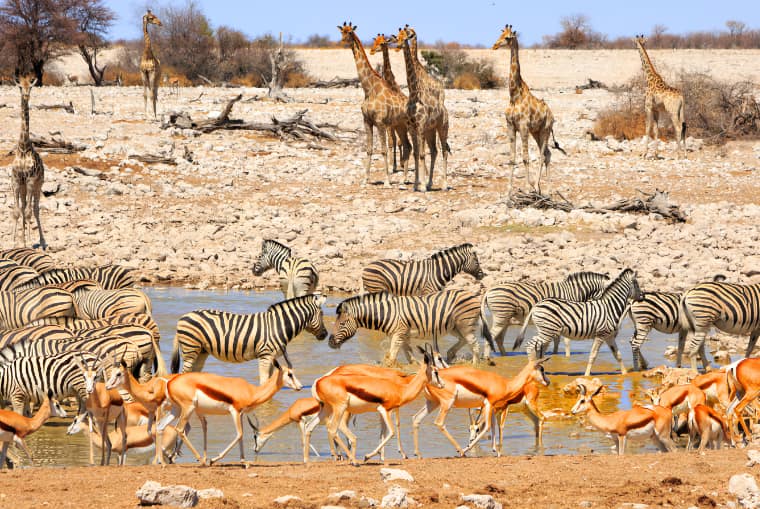 images/news/2023/iStock-609913598-watering-hole-mini